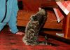 Filename=DSC_0337~1.jpg
Filesize=203KiB
Dimensions=1200x857
Date added=Oct 17, 2011 DSC_0337~1.jpg