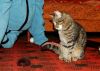 Filename=DSC_0339.jpg
Filesize=494KiB
Dimensions=2048x1471
Date added=Oct 17, 2011 DSC_0339.jpg