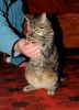 Filename=DSC_0344~0.jpg
Filesize=195KiB
Dimensions=875x1200
Date added=Oct 17, 2011 DSC_0344~0.jpg