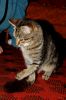 Filename=DSC_0346.jpg
Filesize=161KiB
Dimensions=797x1200
Date added=Oct 17, 2011 DSC_0346.jpg