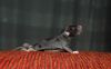 Filename=DSC_0348~2.jpg
Filesize=92KiB
Dimensions=1200x748
Date added=Aug 15, 2012 DSC_0348~2.jpg