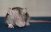DSC_0424~5.jpg
