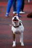 Filename=DSC_0440~5.jpg
Filesize=110KiB
Dimensions=798x1200
Date added=Aug 20, 2017 DSC_0440~5.jpg