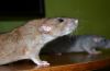 DSC_0657.jpg