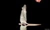 normal_DSC_01227E9.jpg