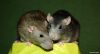 normal_DSC_02707E3.jpg