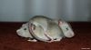 normal_DSC_03447E4.jpg