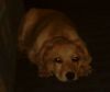 Filename=rexu29.jpg
Filesize=112KiB
Dimensions=600x505
Date added=Jan 02, 2007 rexu29.jpg